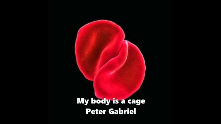 My Body Is A Cage By Peter Gabriel (8 Key) Kalimba Tabs